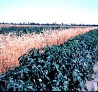 Figure 8. Rye windbreaks provide wind protection for early spring crops in central and north Florida.
