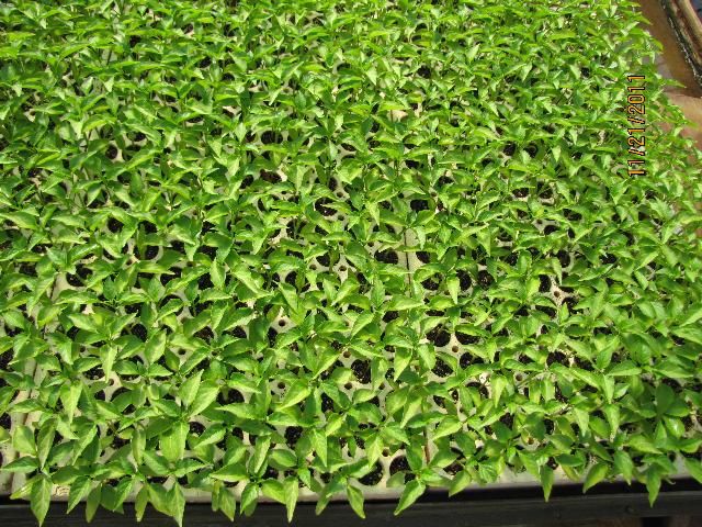 Figure 1. Well-grown pepper transplants ready for field setting
