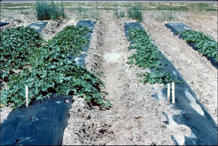 Figure 21. Muskmelon responses to floating row covers, covered (left) and uncovered (right).