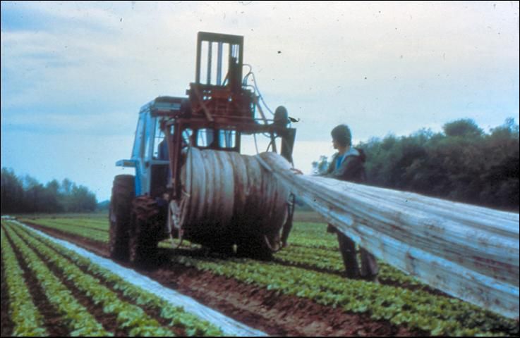 Figure 22. Floating row covers being mechancially retrieved from the field.