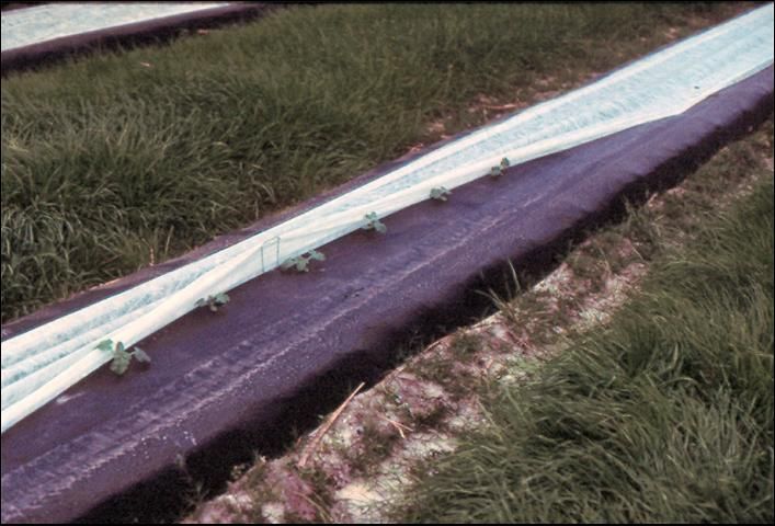 Figure 12. Single-row floating row cover on watermelons in Florida.