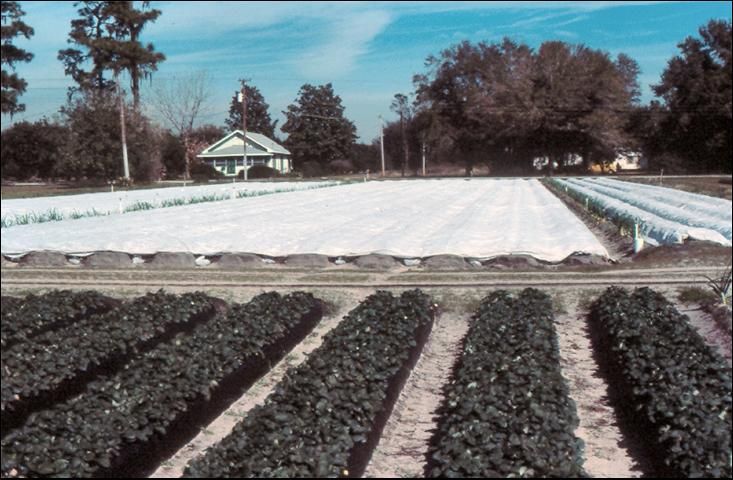 Figure 24. Floating row covers on strawberries in freeze.