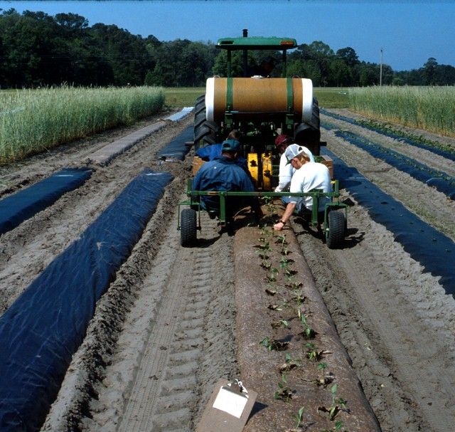 Figure 5. A water-wheel tranplanter such as this one in use at Live Oak can place plants at various spacing and apply water or fertilizer solution with the plants.