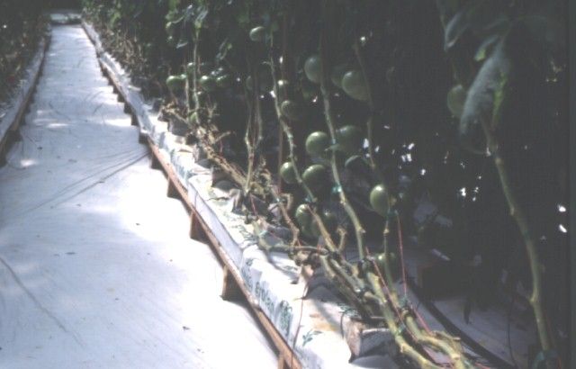 Figure 4. Greenhouse tomatoes, grown from high-quality transplants, ready for harvest.