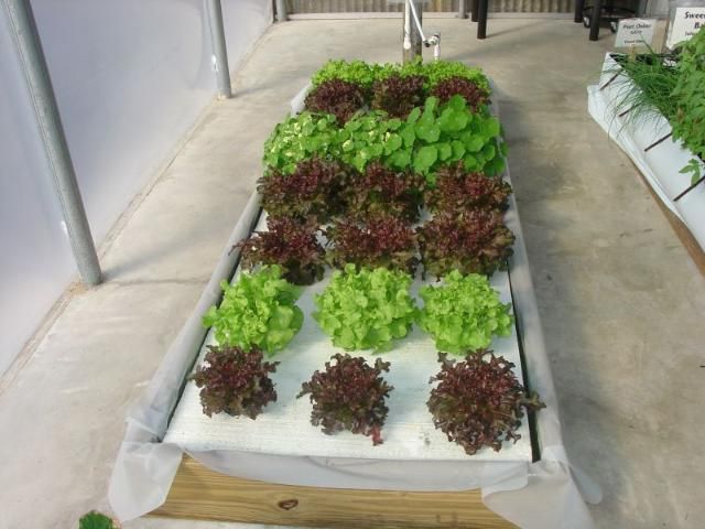 Figure 7. Floating stystem for lettuce and other vegetable crops