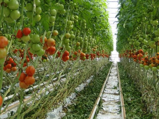 Figure 2. Florida greenhouse tomatoes