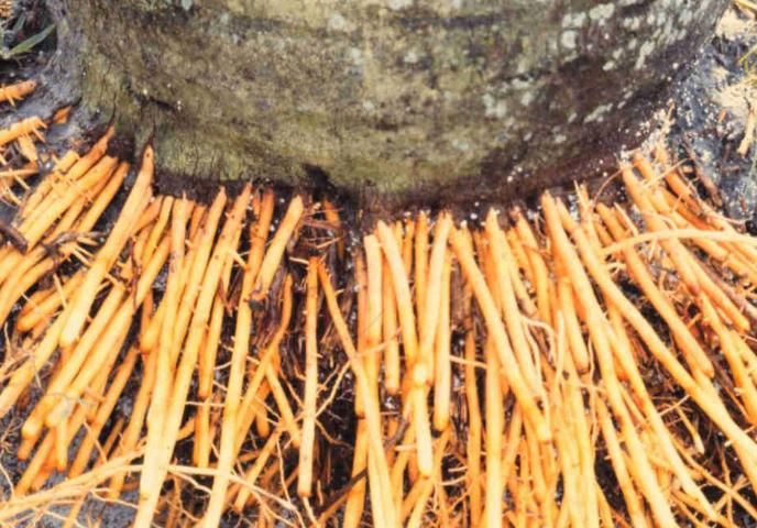 Figure 4. Large numbers of new roots arising from a palm's root-initiation zone.
