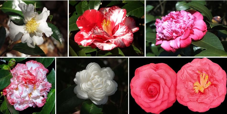Figure 2. Camellia flower forms. From top left: single form, semi-double form, anemone form. From bottom left: peony form, formal double form, rose form double (flower opens to reveal stamens).