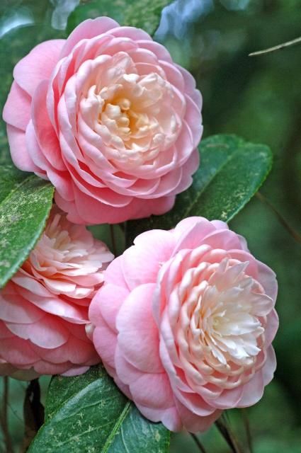 Figure 1. Camellia flower.
