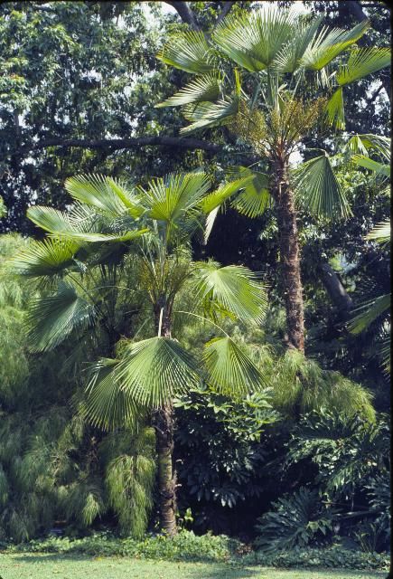Figure 28. Trachycarpus martianus