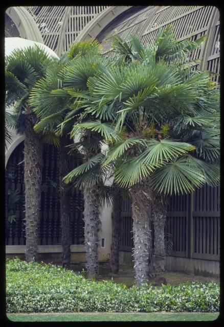 Figure 27. Trachycarpus fortunei