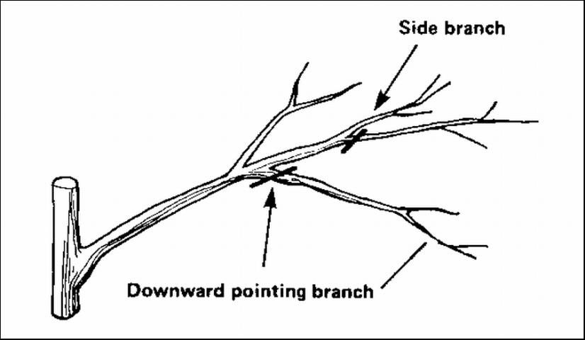 Figure 6. Shorten buds that have begun to grow as side branches.