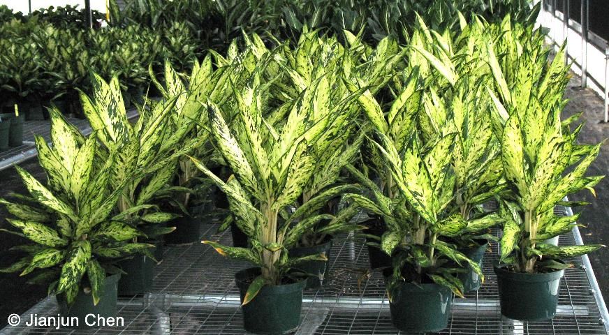 Figure 1. Commercial production of Dieffenbachia cultivars in a shaded greenhouse.