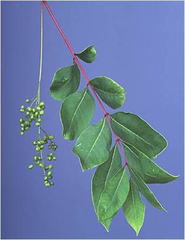 Figure 10. Poison sumac leaflets, reddish stems, and immature green fruit.