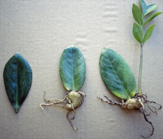 Figure 2. Rooting a leaf cutting of 'ZZ' plant: A leaflet ready for rooting (left); a rhizome formed at the base of the leaflet, roots produced from the rhizome (middle); and a petiole bearing alternate pinnate leaflets growing up from the rhizome (right).