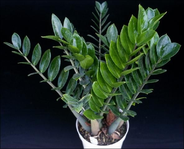 Figure 1. A finished 'ZZ' grown in an 8-inch pot. The Florida Nurserymen and Growers Association named 'ZZ' a 2002 Florida Plant of the Year.