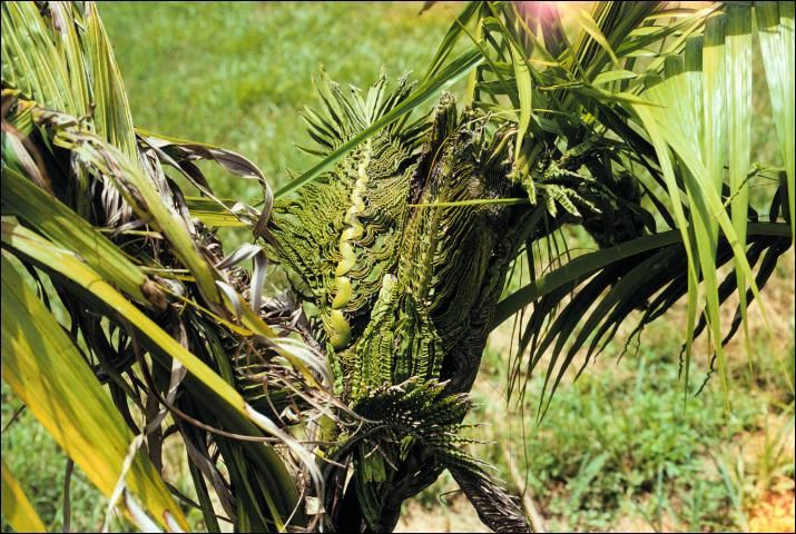 Figure 11. Acute B deficiency in Heterospathe elata (sagisi palm) showing small crumpled new leaves.