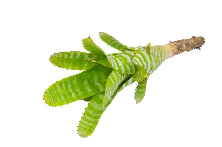 Figure 5. Bromeliads die after they flower, but usually produce 
