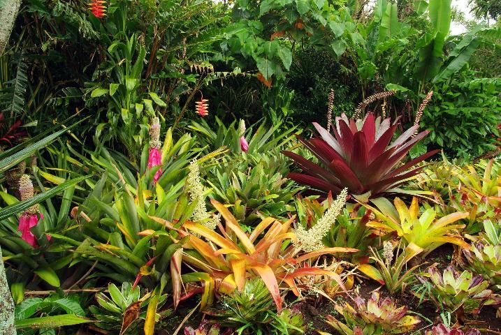 Figure 4. Many species of bromeliads thrive outdoors in Florida's warm, humid climate.