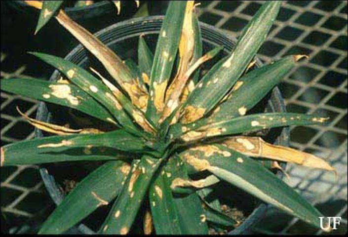 Figure 6. Leaf damage from the Mexican bromeliad weevil.