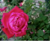 Figure 1. Louis Phillippe is a reliable old garden rose (OGR) for Florida.