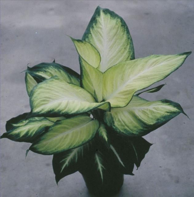Figure 3. Dieffenbachia 'Triumph', the first hybrid Dieffenbachia released by the University of Florida, was the result of interspecific cross breeding.