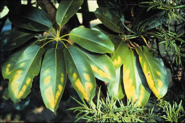 Figure 10. Magnesium deficiency in umbrella tree (Schefflera actinophylla).