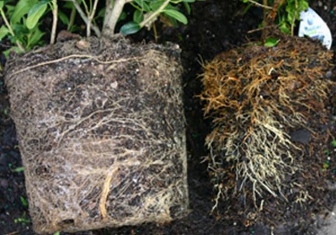 Figure 5. The shaved rootball (right) is smaller than the rootball before shaving (left).