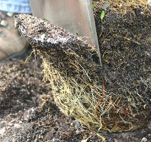 Figure 4. Shaving off the periphery and bottom of the rootball removes root defects and encourages rapid root growth into the soil.