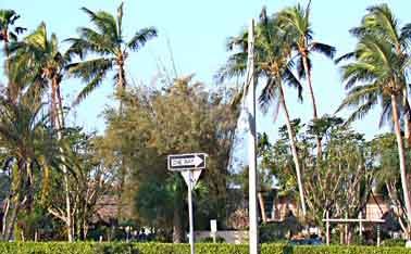Figure 14. Unpruned coconut palms one block away after hurricane Wilma.