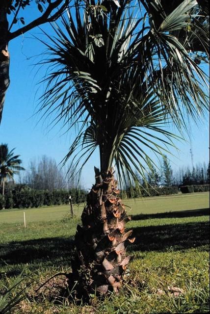 Figure 1. An overpruned sabal palm.