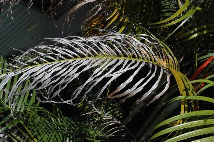 Figure 5. Leaf of areca palm (Dypsis lutescens) with severe K deficiency.