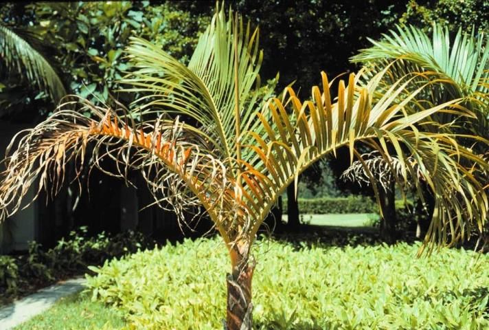 Figure 8. Severely K-deficient spindle palm (Hyophorbe verschafeltii) showing extensive orange translucent spotting, leaflet tip necrosis, and reduced canopy size.