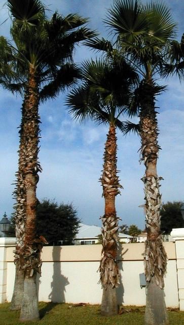 Figure 11. Leaf bases of Mexican fan palms (Washingtonia robusta) beginning to fall off in an irregular pattern.