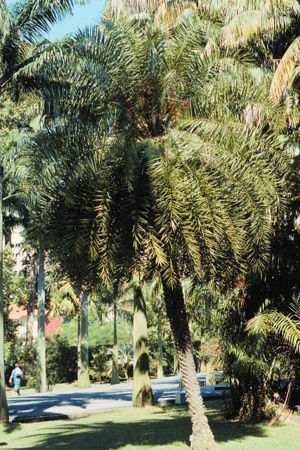 Figure 2. A healthy, properly pruned palm.