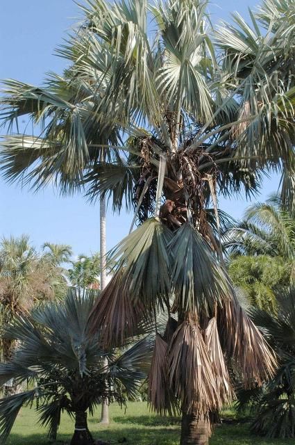 Figure 16. Wind-damaged Bismarck palm (Bismarckia nobilis) with kinked petioles on living leaves that could be removed.