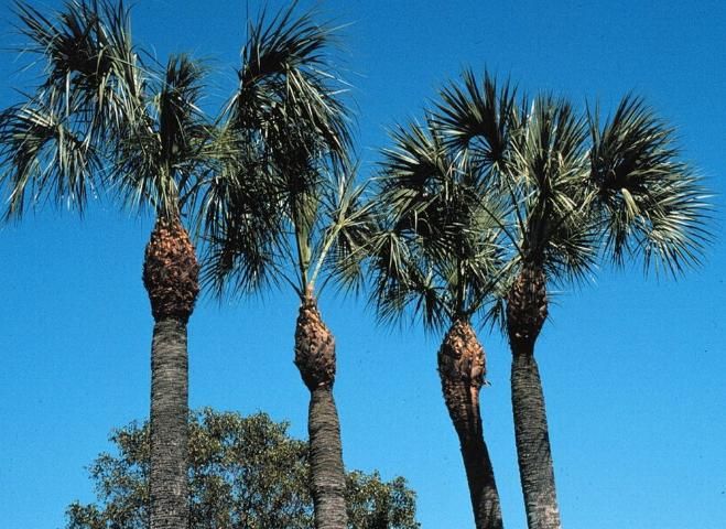 Figure 7. Overpruned sabal palms (Sabal palmetto) showing tapered trunks.