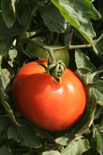 Figure 5. Tomato