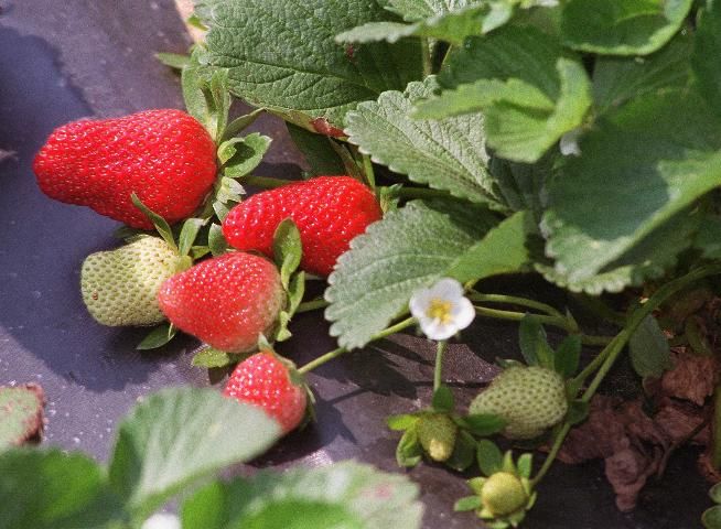 Figure 10. Strawberries