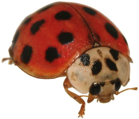 Figure 4. Lady beetle