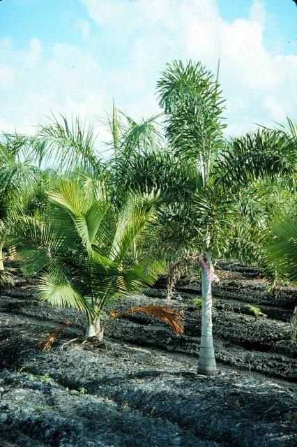 Figure 1. Palms interplanted in a South Florida field nursery.