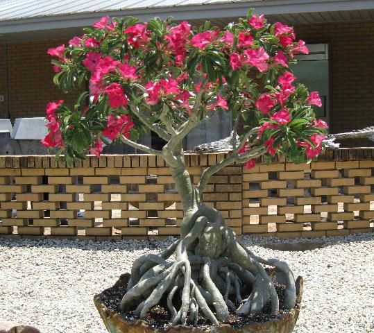 Adenium obesum Red that has been lifted (root washed) several times to display the sculptural effect of its roots and caudex.