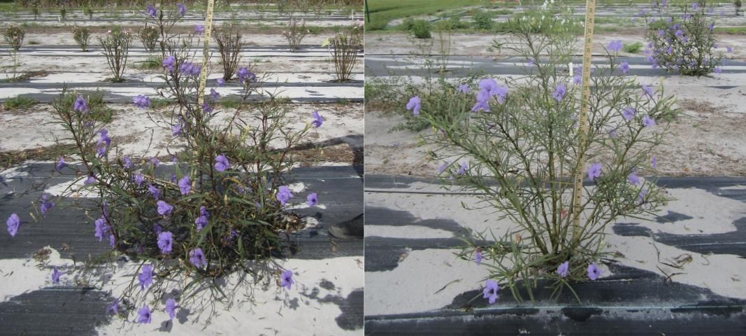 Figure 1. The flower and form of Ruellia simplex 'Purple Showers' (left) and wild-type (right)