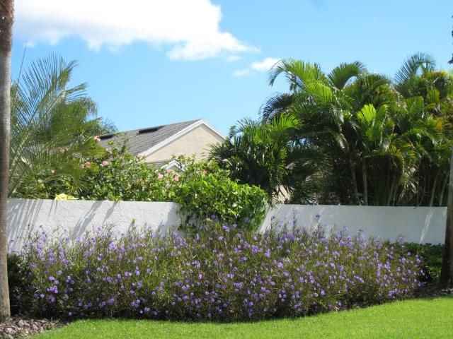 Figure 5. The sterile 'Purple Showers' cultivar of Mexican petunia is thriving in a Florida landscape.