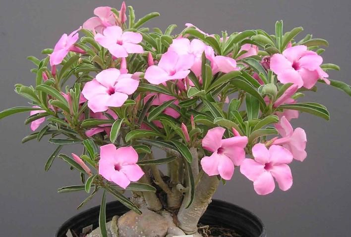 Figure 2. A light pink flowering form of Adenium swazicum in a 10-inch pot.