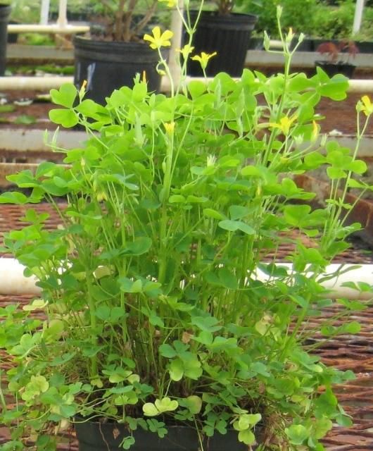 Figure 2. Mature oxalis growing in a nursery container.