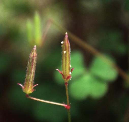 Figure 5. Oxalis seed pods. Seed are forcibly expelled when mature.