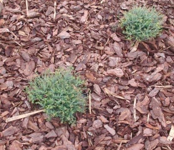 Figure 1. Coarse pine bark nuggets and other mulch materials can help to suppress weed germination and growth in landscape planting beds.