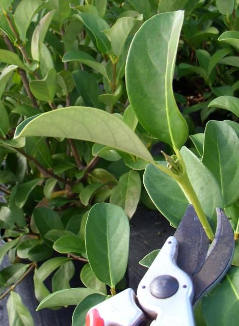 Figure 1. Uppermost recently mature stem cutting is removed by cut just above subtending leaves. The position of the cut results in a cutting that is approximately the desired length.