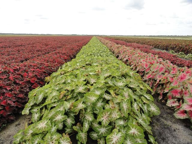 Figure 5. 'Hearts Desire' plants (approximately 4 months old) grown in the caladium field in full sun at Lake Placid, FL for tuber production.